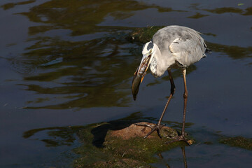 Afrikanischer Graureiher / Grey heron / Ardea cinerea.