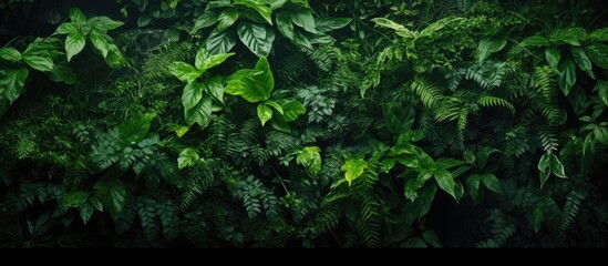 Jungle background with small green leaves providing ample copy space image