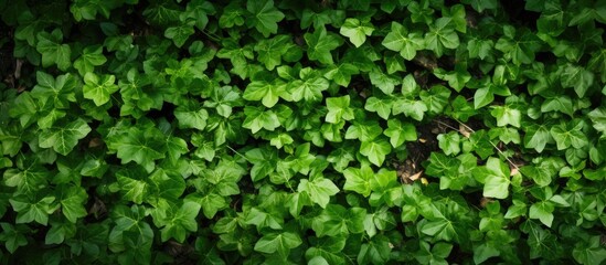 Close up view of the forest floor completely covered by a lush carpet of ivy creating a captivating copy space image
