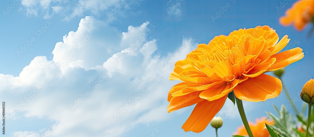 Aufkleber a beautiful marigold yellow color stands out against a captivating backdrop of a sky with clouds lea