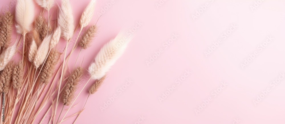 Poster a minimal floral concept with dried flowers and fluffy pink spikelets arranged on a pastel pink back