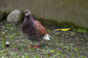 Front view of pigeon's face, face to face.