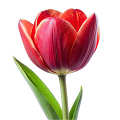 Naklejka premium a red tulip flower on transparent background