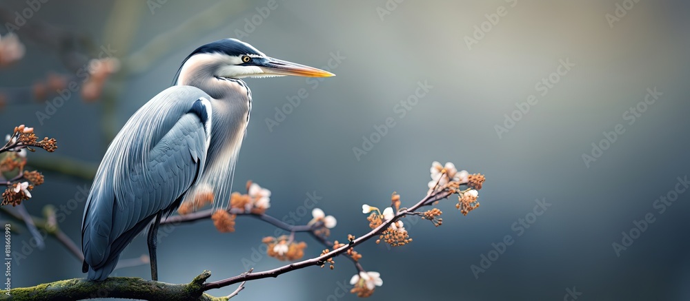 Poster A grey heron perches on a tree branch creating a tranquil image with plenty of copy space