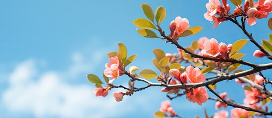 Close up of the persimmon tree s young leaves and pink blossoms against a blue sky representing the beauty of spring in nature Copy space image