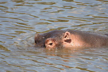 Fototapeta premium Flußpferd / Hippopotamus / Hippopotamus amphibius
