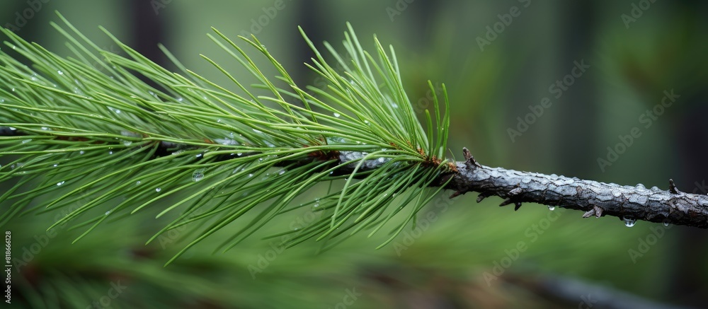Poster close up image of a pine needle showcasing a christmas tree in the woods with ample copy space