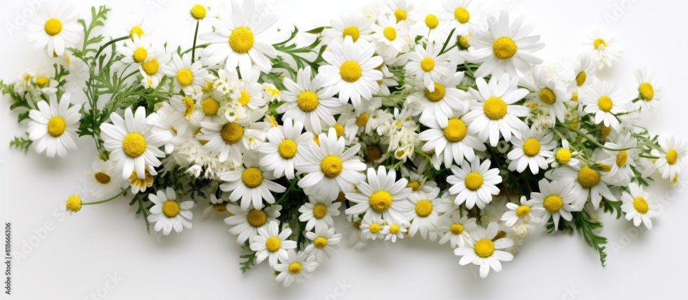 Poster a floral arrangement of chamomile flowers on a white backdrop representing the essence of spring and