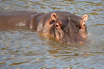 Fototapeta premium Flußpferd / Hippopotamus / Hippopotamus amphibius