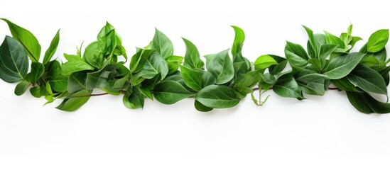 This is a green leaf border captured against a white backdrop providing ample room for design elements within the image