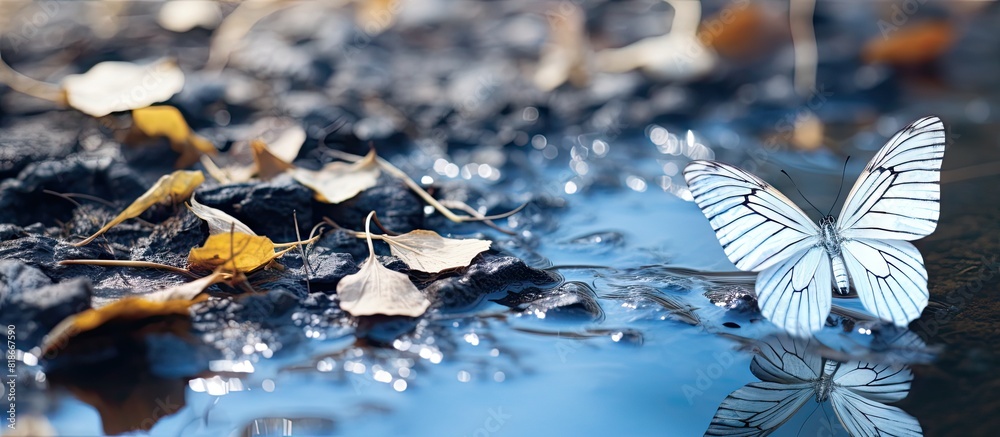 Poster black veined white butterflies gather near a puddle on the ground creating a captivating copy space 