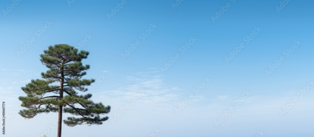 Poster a gorgeous pine tree set against a serene blue sky providing ample copy space for images