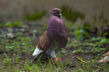 Portrait of a common pigeon, on a summer day, a pigeon walks on the ground.