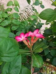 Japanese frangipani or adenium (Adenium obesum) is an ornamental plant species