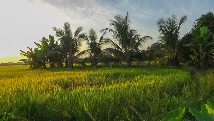 The sun sets over the rice field. Location place delta Kien Giang, Viet Nam.  Magical sunset.
