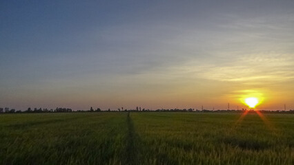 The sun sets over the rice field. Location place delta Kien Giang, Viet Nam.  Magical sunset.