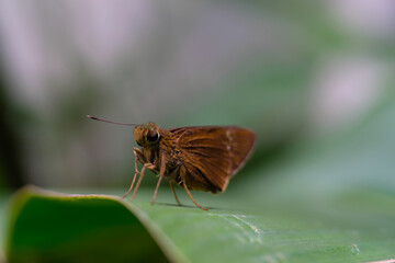 Photography of Brown butterfly or known as Pelodipas agna on a leaf. Macroo shot of Pelodipas Agna butterfly in the wild. Graphic Resources. Animal themes. Animal close-up. Nature Photography Concept.