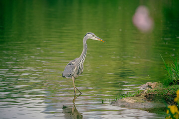 A grey heron is foraging by the lakeside.