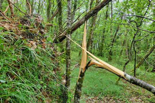 Tree snapped into long sharp needles by an oak tree falling against it
