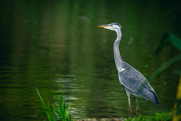 Close-up of a grey heron.