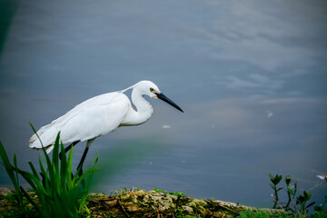 A white egret is foraging by the lakeside.