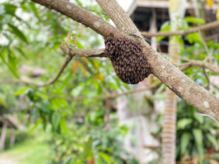 Honeybee swarming on mango tree background. Side view. Stock photo.