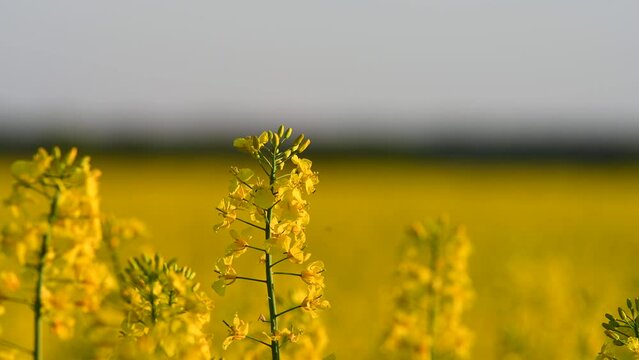 Close-Up of Blooming Rapeseed Flower in Golden Field