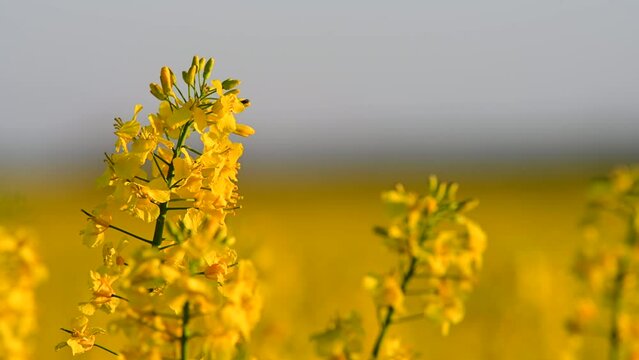Close-Up of Blooming Rapeseed Flower in Golden Field