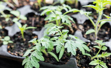 Young tomato seedling plants
