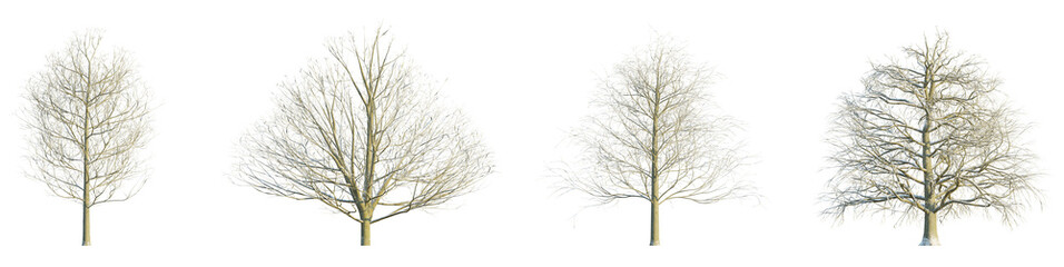 Obraz premium Fagus sylvatica winter 4k png cutout transparent
