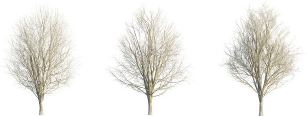 Ulmus minor winter 4k png cutout transparent