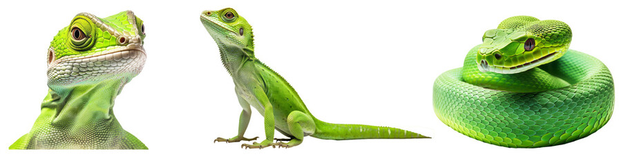 Obraz premium Set of reptile on png background.