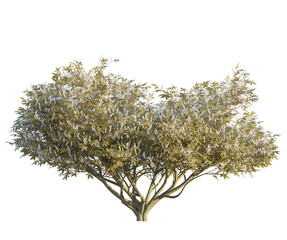 Aesculus californica autumn 4k png cutout transparent