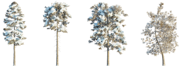 Pinus ponderosa winter 4k png cutout transparent