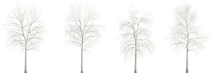 Betula pendula winter 4k png cutout transparent