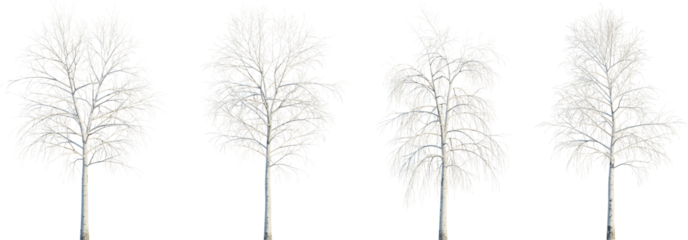 Betula pendula winter 4k png cutout transparent