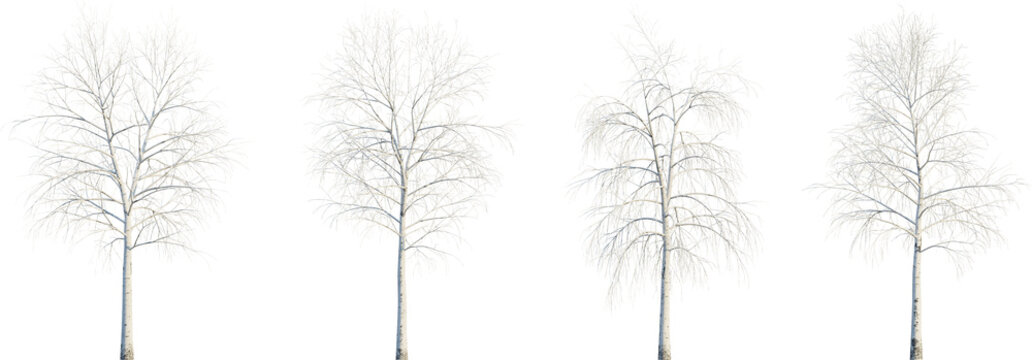 Betula pendula winter 4k png cutout transparent