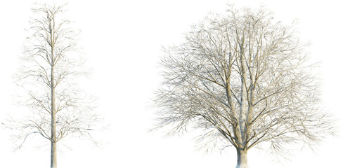 Tilia europaea winter 4k png cutout transparent