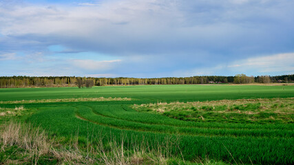 Beautiful panorama of green fields. New crop shoots in the fields. Trees at the edge sky...