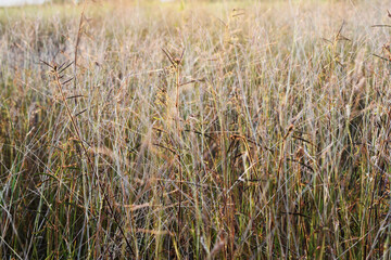 grass in a field