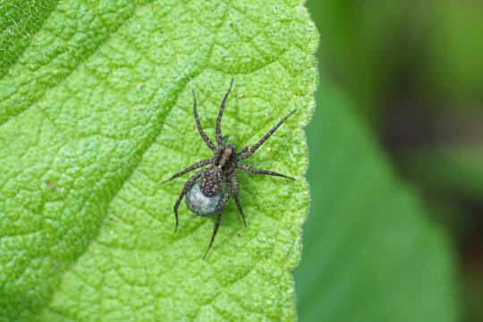 Close up female wolf spider (Pardosa) carrying the egg sac by attaching it to her spinnerets Family wolf spiders (Lycosidae). Dutch garden. Spring, May