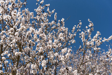 Close-up of the branches of a blossoming almond tree with its beautiful white flowers and the blue...