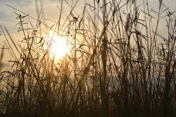 sunset in the grass