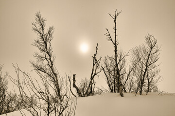 Mystische Nebellandschaft mit durchbrechender Sonne