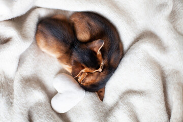 Two little red kittens sleeping on a warm knitted blanket with soft plush heart. Concept of love, St. Valentines day, sweet dreams, good morning concept. Selective soft focus.