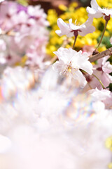 春のイメージ、桜の花とピンク色の背景イラスト (effected photo of cherry...