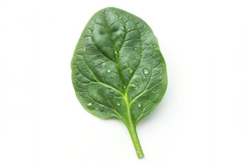 Fototapeta premium Green one spinach leave with water splash flying on white background. Fresh herb concept.