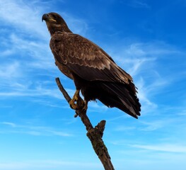 Juvenile Bald Eagle
