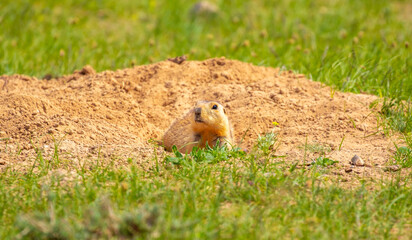 The gopher sits in the grass in the mountains, looks to the side, as if reading your text, studying, showing curiosity, interest. Copy space with place for text. Landscape with wild animals.