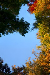 autumn trees and sky